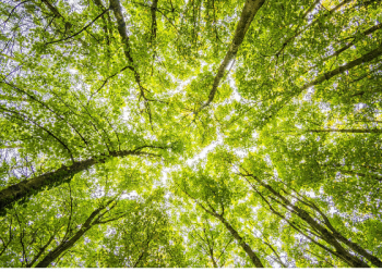 Daftar Pemenang Kompetisi Robotik Madrasah 2021