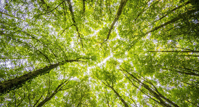 Daftar Pemenang Kompetisi Robotik Madrasah 2021