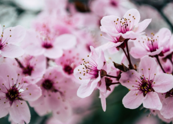 Tadabur Surat Al Kahfi Ayat 17