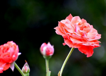 Mengenal Aplikasi Belajar Kelola Sampah untuk PAUD