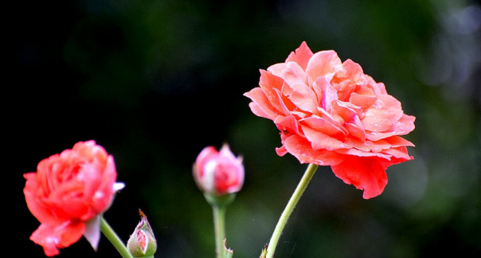 Mengenal Aplikasi Belajar Kelola Sampah untuk PAUD