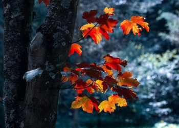 Film Palestina Diajukan untuk Nominasi Oscar