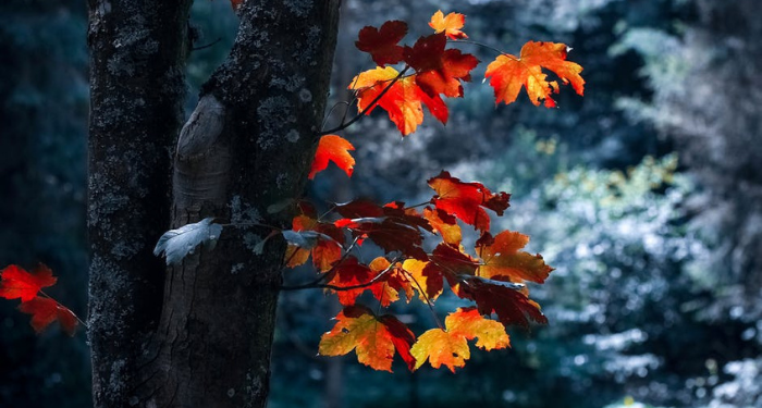 Film Palestina Diajukan untuk Nominasi Oscar