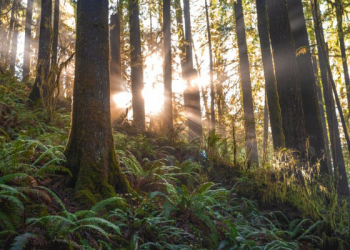 Tips Melakukan Diet bagi Penderita Asam Urat