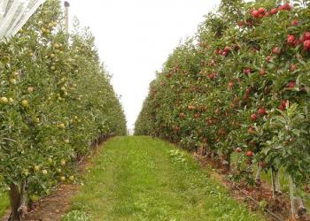 Barra' bin Malik, Masih Terus Mengharapkan Syahid