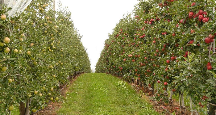 Barra' bin Malik, Masih Terus Mengharapkan Syahid