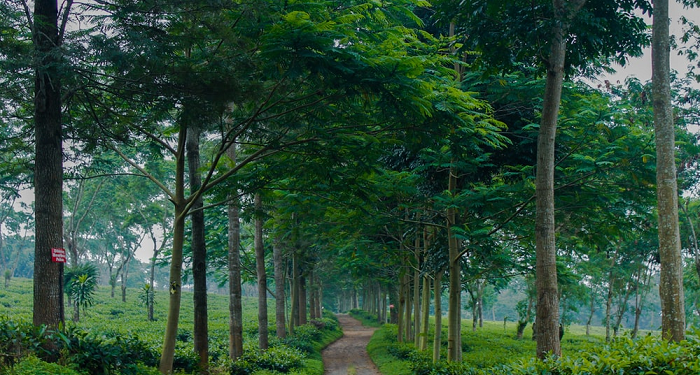 Pengejar Maut, Barra' bin Malik