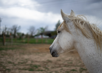 Kisah Zaid Al-Khair Saat Jahiliyah (2)