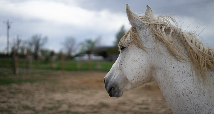 Kisah Zaid Al-Khair Saat Jahiliyah (2)