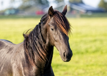 Kisah Zaid Al-Khair Saat Jahiliyah (1)