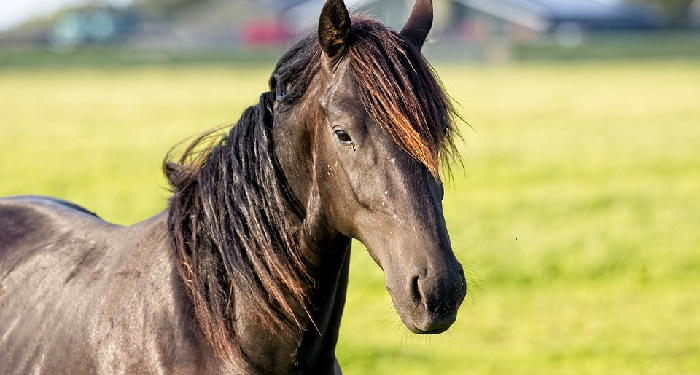 Kisah Zaid Al-Khair Saat Jahiliyah (1)