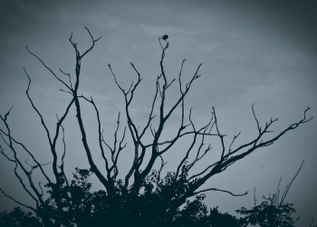 Paranoid Jembatan Membahayakan (2)