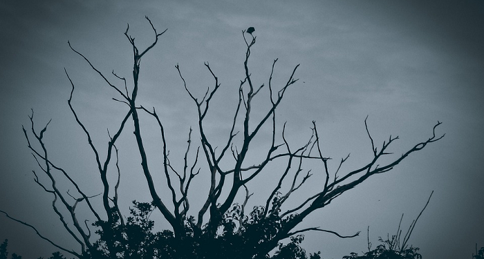 Paranoid Jembatan Membahayakan (2)