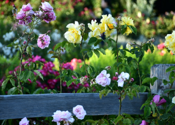 Pernikahan dengan Usia yang Terpaut Jauh