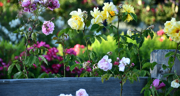 Pernikahan dengan Usia yang Terpaut Jauh