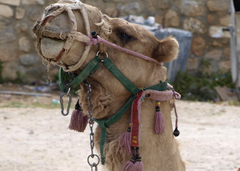 Kisah Zaid Al-Khair Saat Jahiliyah (3)