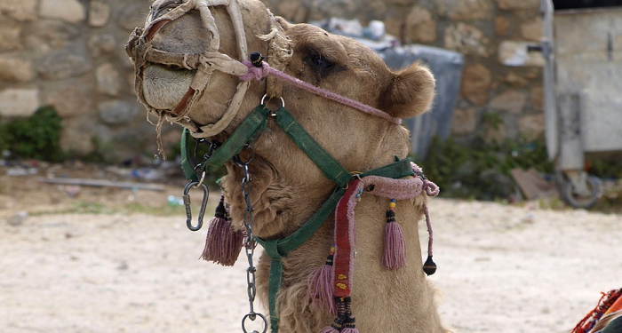 Kisah Zaid Al-Khair Saat Jahiliyah (3)