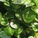 manfaat daun