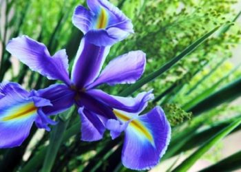 Sahabat, Yuk Ketahui 5 Manfaat Bunga Telang untuk Kesehatanmu