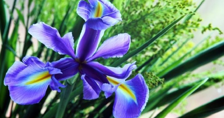 Sahabat, Yuk Ketahui 5 Manfaat Bunga Telang untuk Kesehatanmu