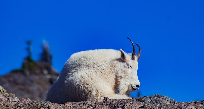 Cara Berpikir Seekor Kambing
