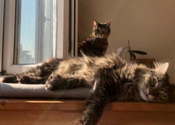 Perebutan Hak Asuh Kucing Warnai Perceraian Pasangan Suami Istri di Turki