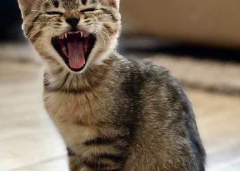 Ini Alasan Kucing Rumahan Tidak Bisa Mengaum