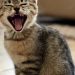 Ini Alasan Kucing Rumahan Tidak Bisa Mengaum