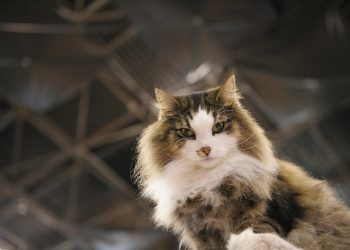 Inilah Deretan Ras Kucing Tercantik di Dunia Berdasarkan Rasio Emas