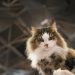 Inilah Deretan Ras Kucing Tercantik di Dunia Berdasarkan Rasio Emas