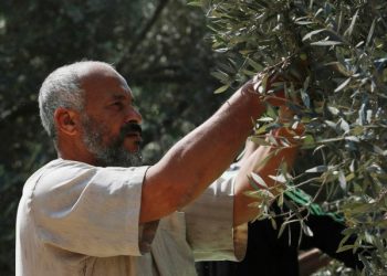 Warga Palestina Bersiap Lawan Serangan Pemukim Israel Saat Panen Zaitun Tiba