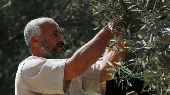 Warga Palestina Bersiap Lawan Serangan Pemukim Israel Saat Panen Zaitun Tiba