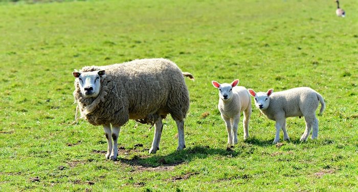 Hewan yang Disembelih oleh Ahli Kitab Halal Dimakan