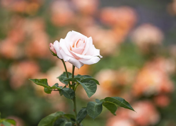 Makna Hijab yang Sebenarnya