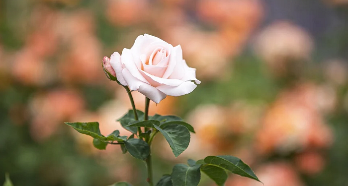 Makna Hijab yang Sebenarnya