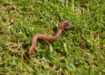 Cacing Saja Telah Allah Jamin Rezekinya, Tafsir Surah Hud Ayat 6