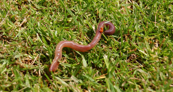 Cacing Saja Telah Allah Jamin Rezekinya, Tafsir Surah Hud Ayat 6