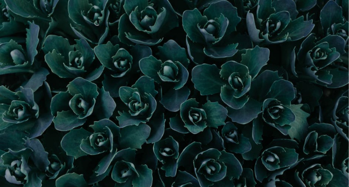 Upaya Pembebasan Konstatinopel pada Masa Khalifah Muawiyah bin Abu Sufyan