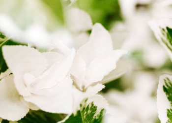 Orang yang Terbaik itu Diharapkan Kebaikannya