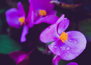 Tafsir Surat Al-Baqarah Ayat 12