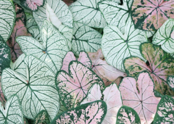 Bersama Kesulitan Datang Kemudahan