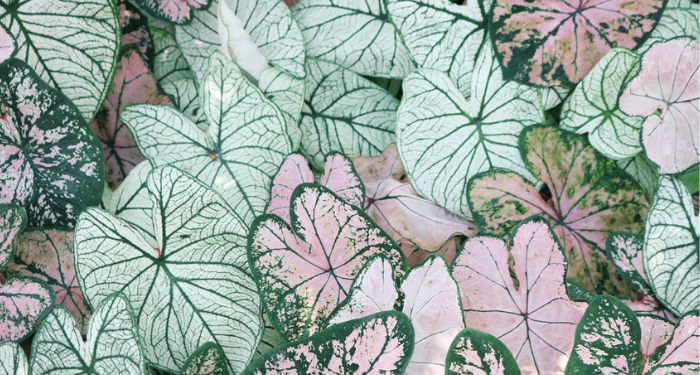 Bersama Kesulitan Datang Kemudahan