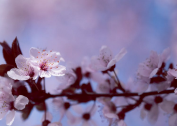 Keadaan Mukmin seperti Tangkai Tanaman Baru Tumbuh yang Ditiup Angin