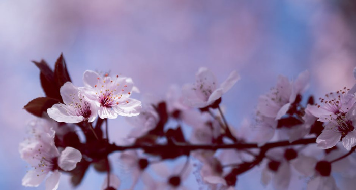 Keadaan Mukmin seperti Tangkai Tanaman Baru Tumbuh yang Ditiup Angin