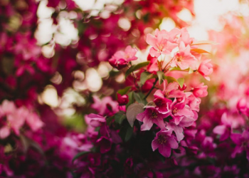 Nasihat Imam Malik kepada Harun Ar Rasyid yang juga Cocok untuk Kita