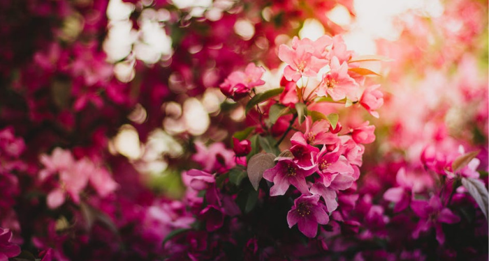 Nasihat Imam Malik kepada Harun Ar Rasyid yang juga Cocok untuk Kita