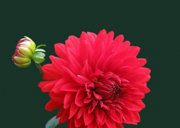 Mengambil Inspirasi dari Nabi Ibrahim