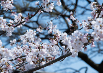 Dua Metode Penyampaian Khitbah