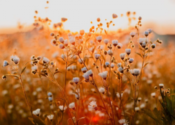 Pesan untuk Para Pejuang Kebenaran dari Kisah Nabi Musa dan Harun