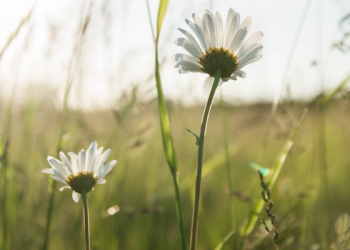 Terus Berbuat Kebaikan walau Masih Penuh Dosa